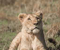 Full Day Exploration of Ngorongoro Crater & Surroundings