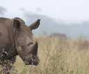 Nairobi