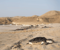 Wadi Bani Khalid & Ras Al Jinz Wildlife Evening