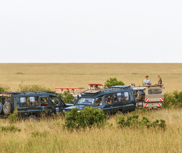 Morning Safari Masai Mara