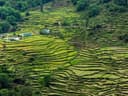 Chopta