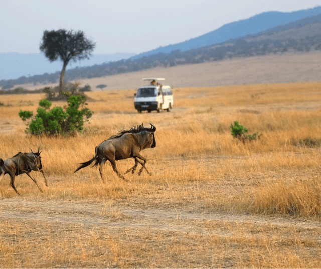 Thrilling Game Safari in the Iconic Masai Mara