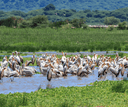 Lake Manyara