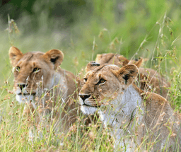 Morning Safari Masai Mara