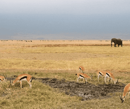 Full Day Exploration of Ngorongoro Crater & Surroundings