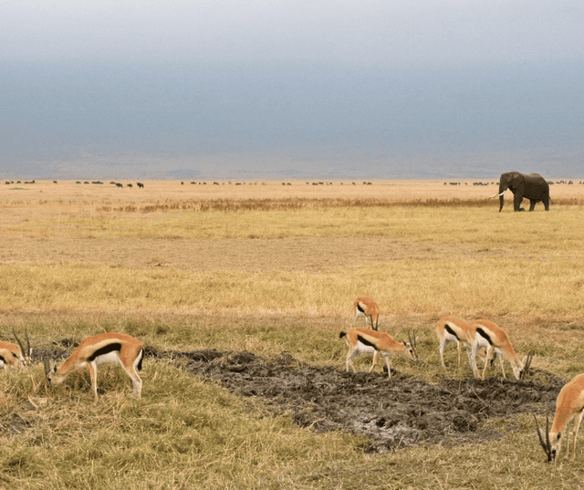 Full Day Exploration of Ngorongoro Crater & Surroundings