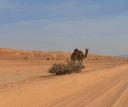 Wahiba Sands