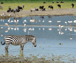 Afternoon Game Drive at Ngorongoro Crater