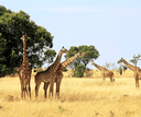 Masai Mara