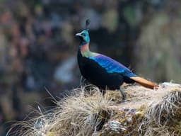Tungnath Chandrashila Trek