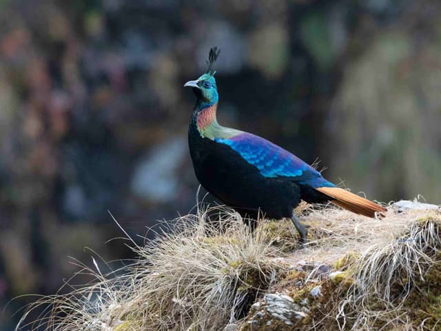 Tungnath Chandrashila Trek