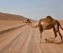 Wahiba Sands