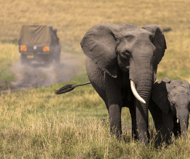 Morning Safari Masai Mara