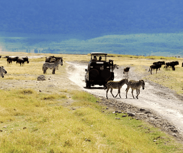 Afternoon Game Drive at Ngorongoro Crater