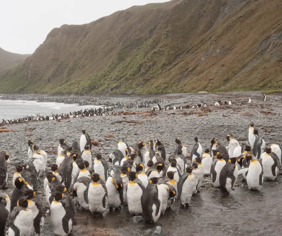 Phillip Island Penguin Parade Tour