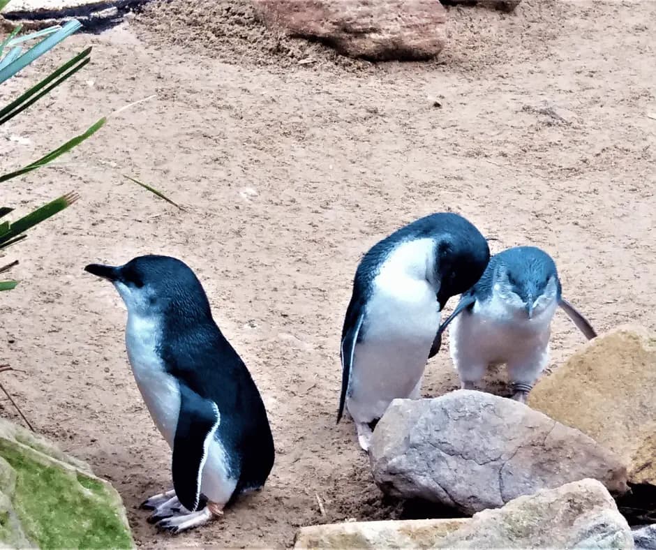 Penguin Parade Tour