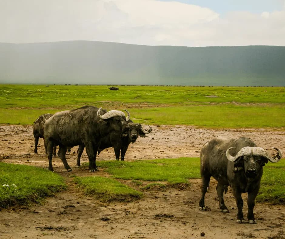 Game drives