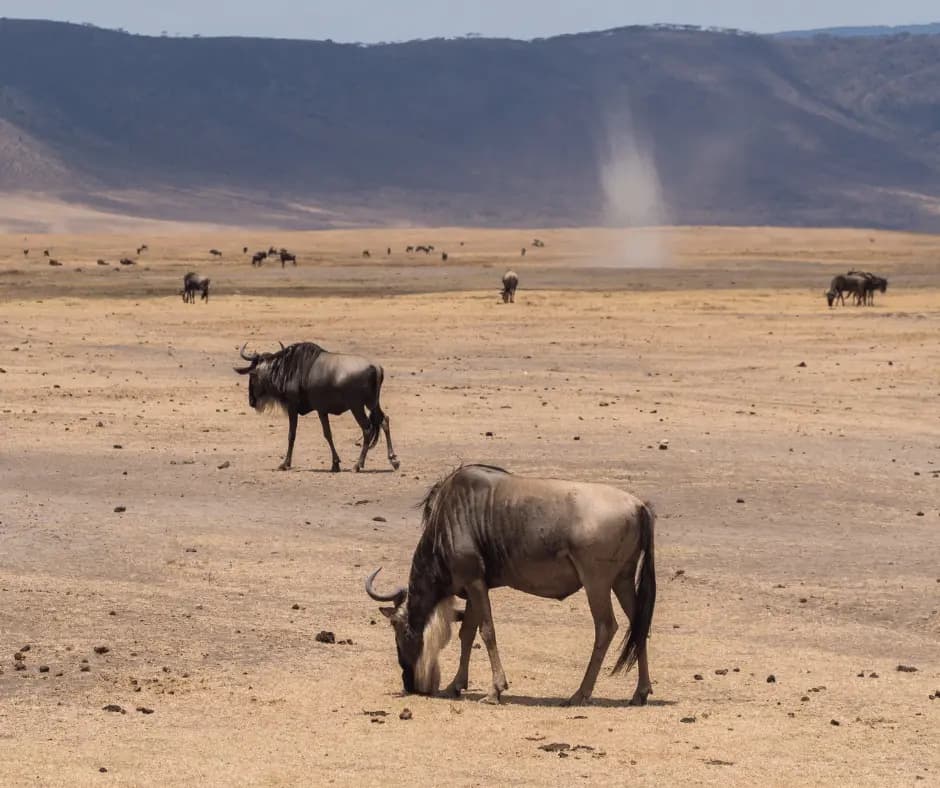 Game drives