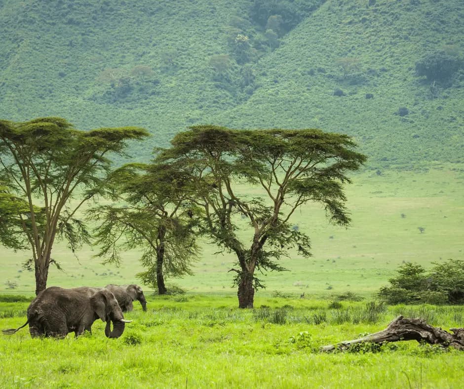 Game drives