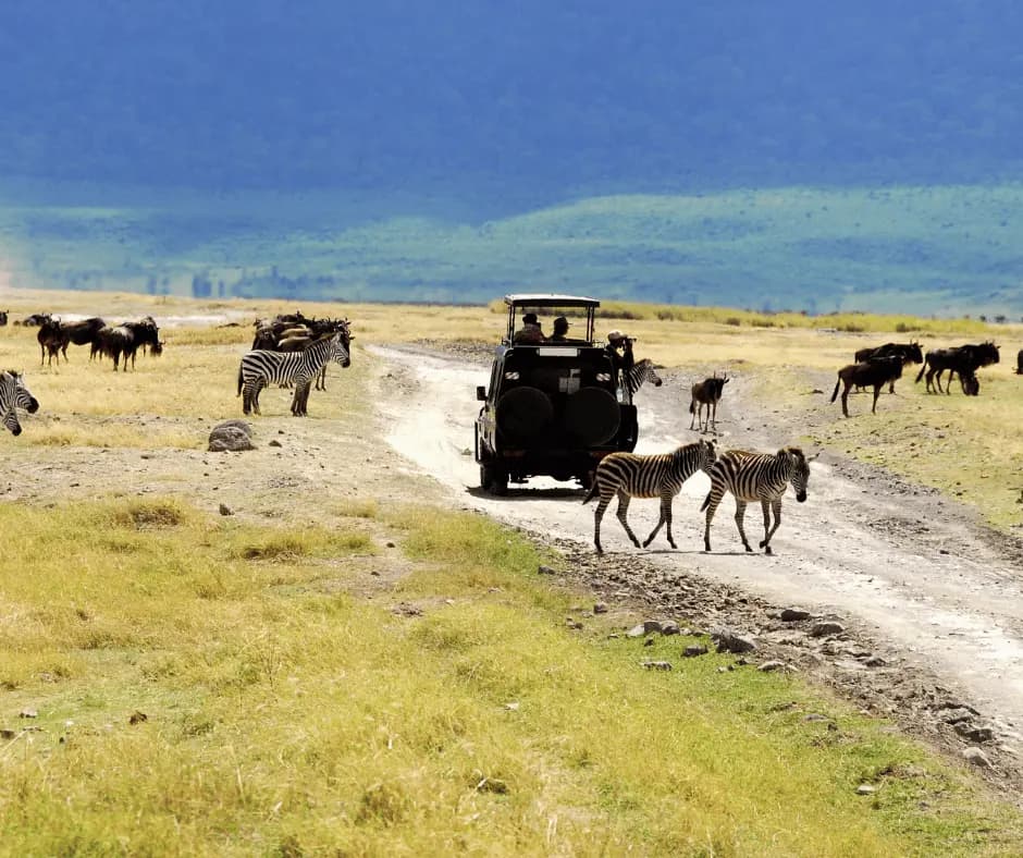 Game drives