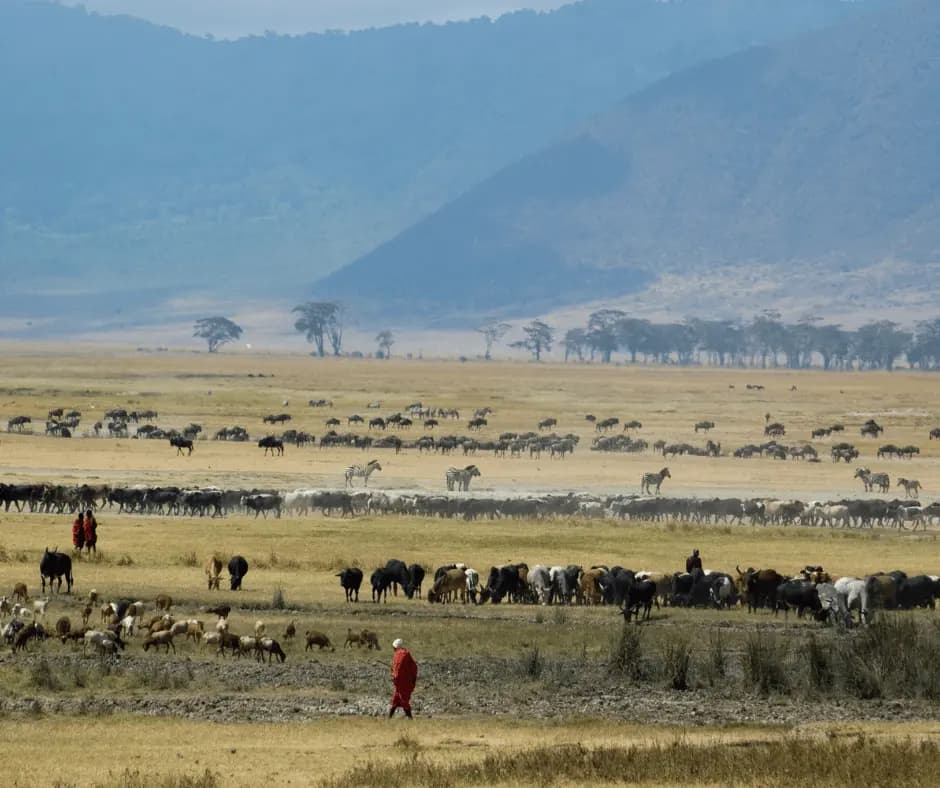 Game drives