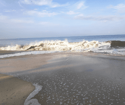 Alleppey Backwaters & Coastal Tour