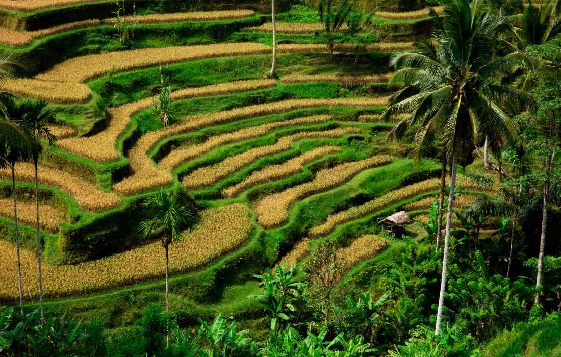 Bali Sightseeing Tour