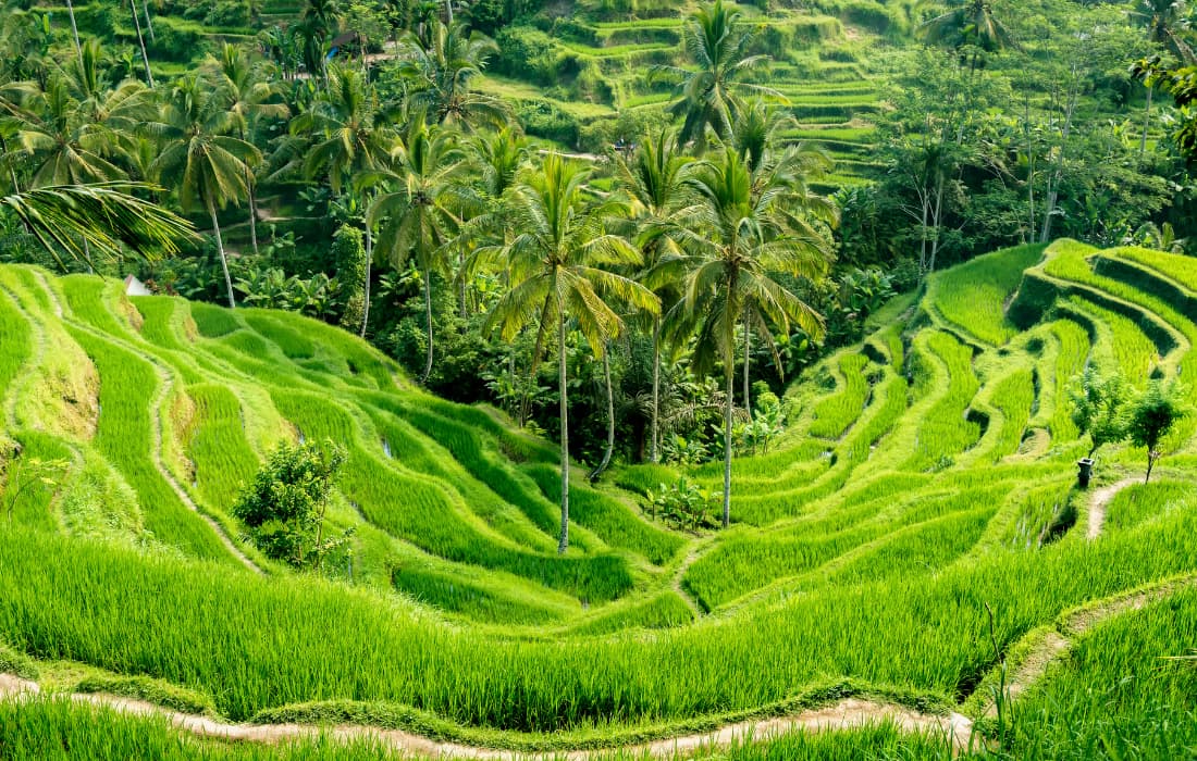 Tegallalang Rice Terraces