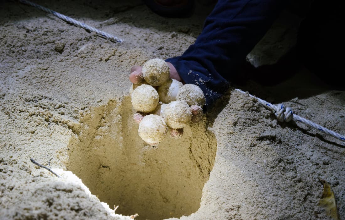 Kosgoda Turtle Hatchery