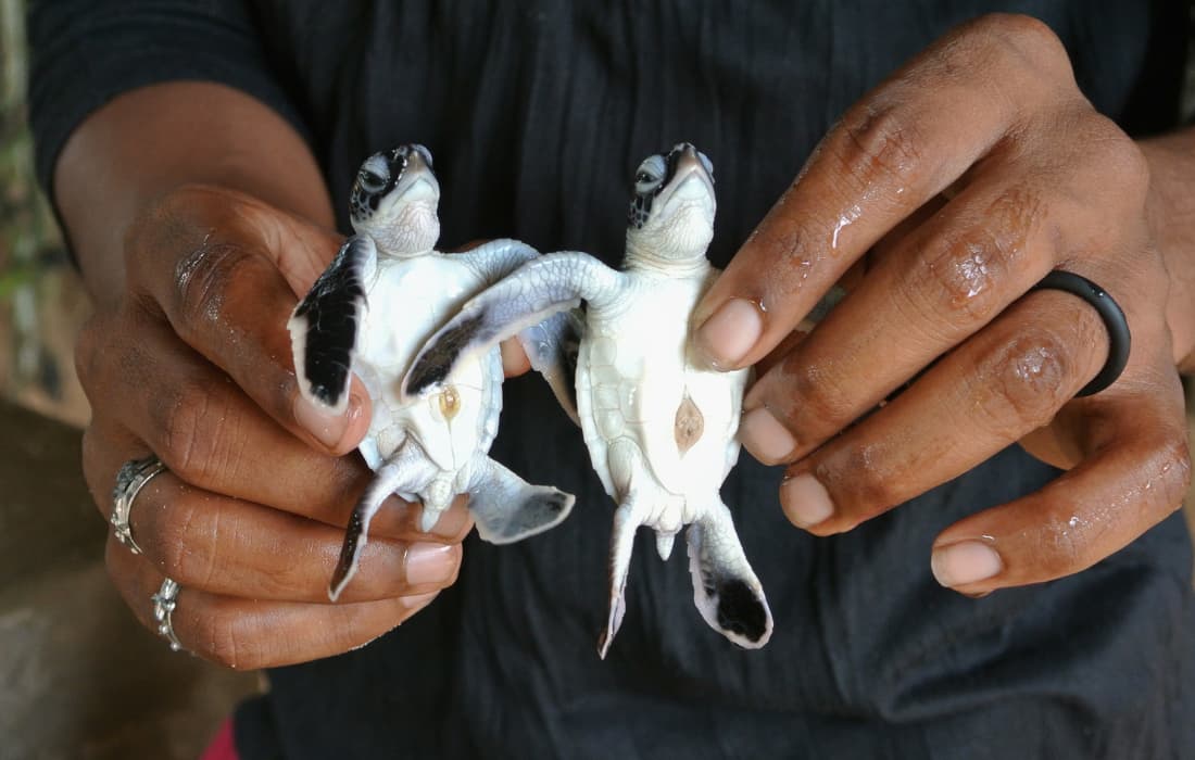 Kosgoda Turtle Hatchery