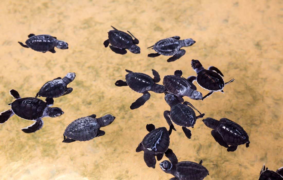 Kosgoda Turtle Hatchery
