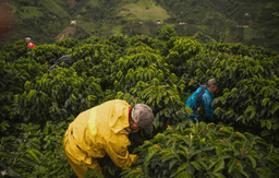 Kintamani + Coffee Plantation + Tegenungan Waterfall + Tegalalang Rice Terrace + Bali Jungle Swing