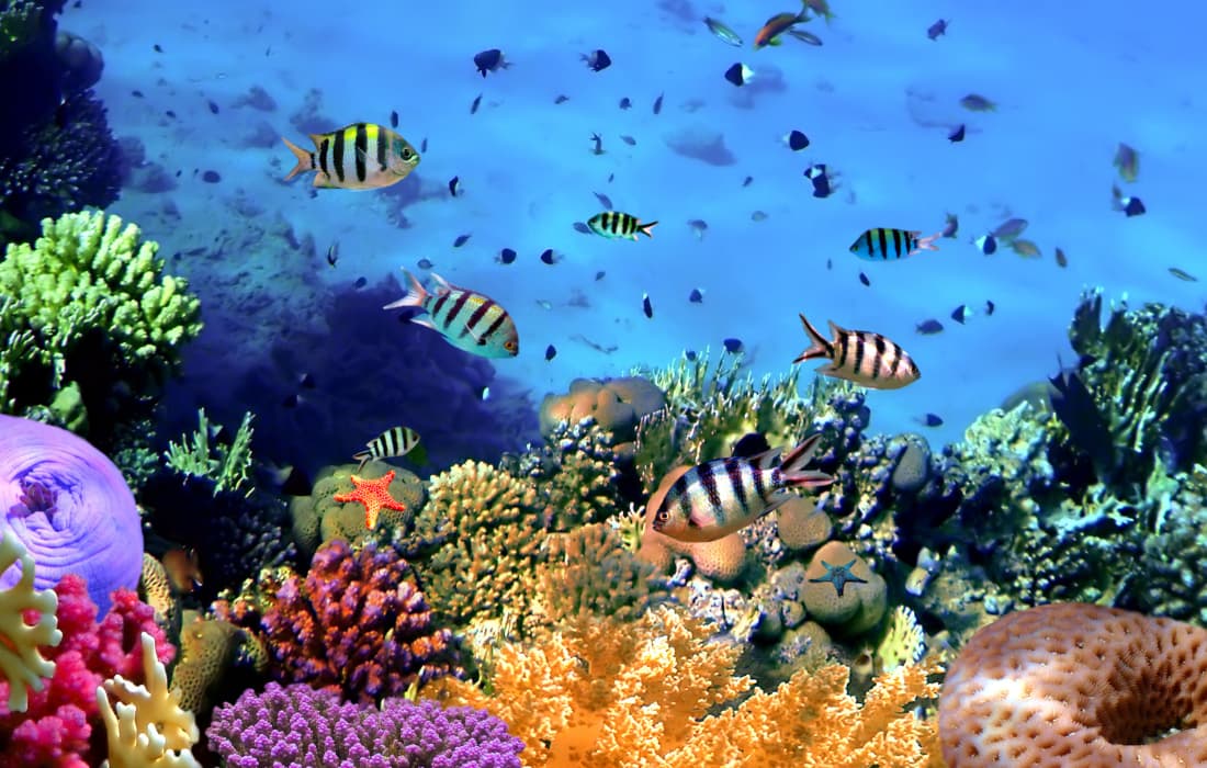 Coral Island (Koh Larn)