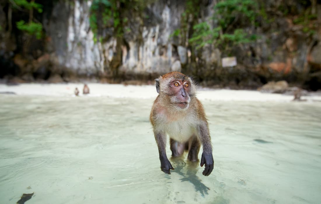Day Trip to Phi Phi Island & Maya Bay