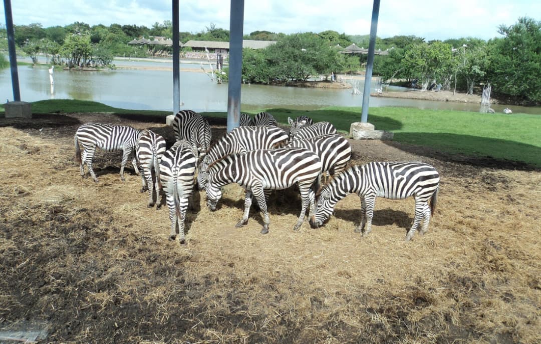 Safari World Zoo