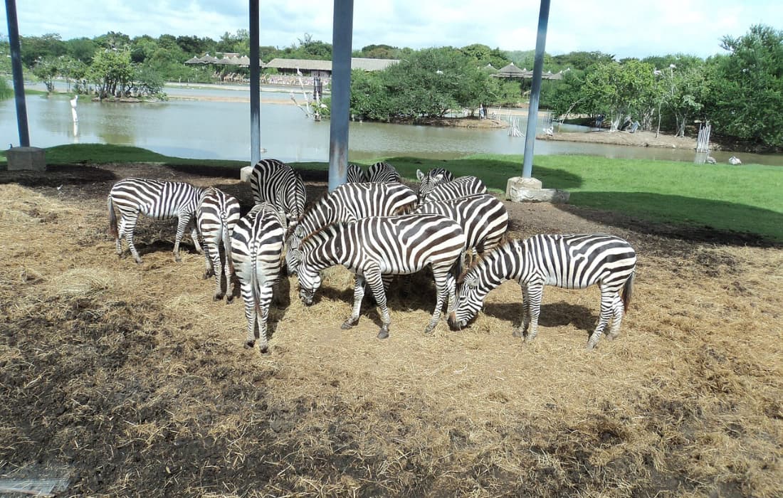 Safari World Zoo