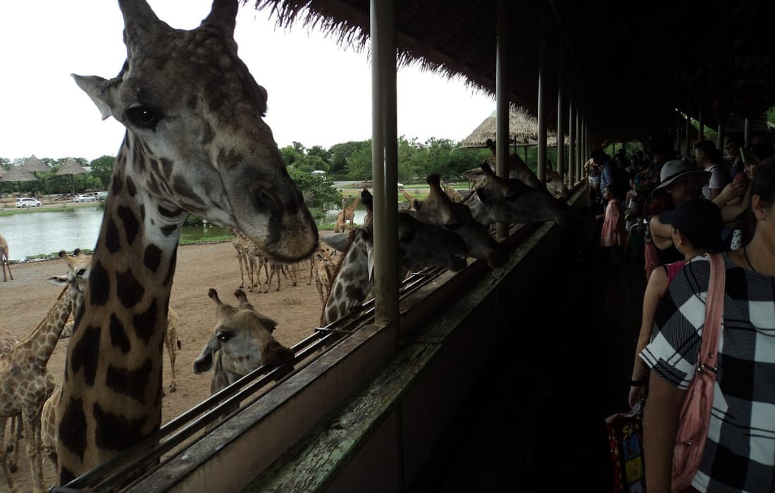 Safari World Zoo