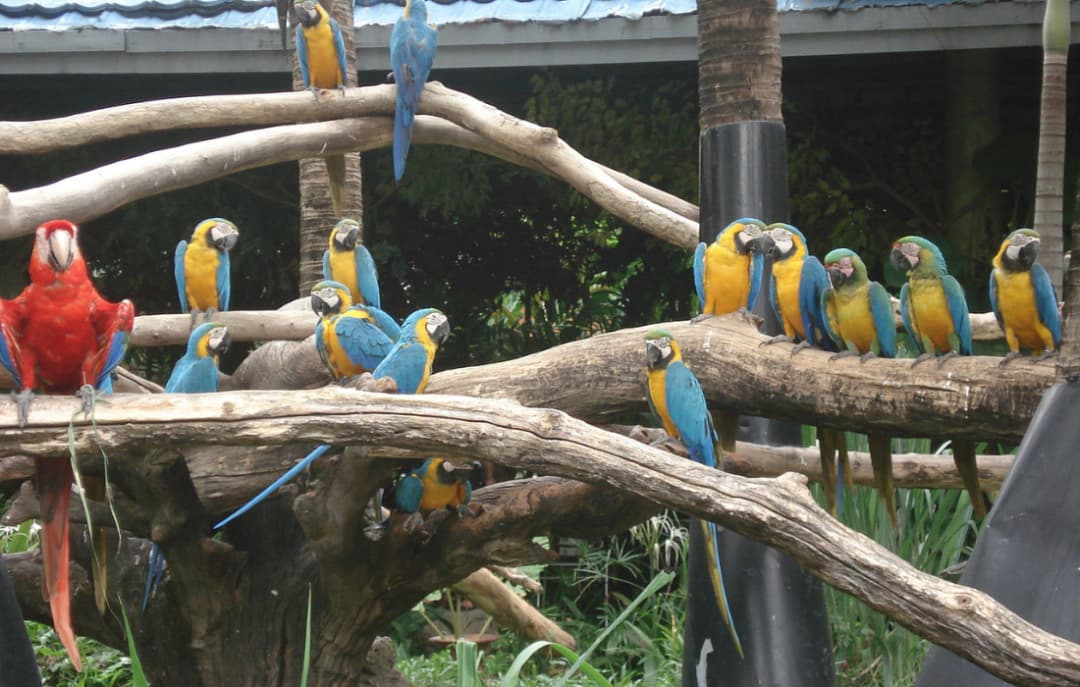 Safari World Zoo