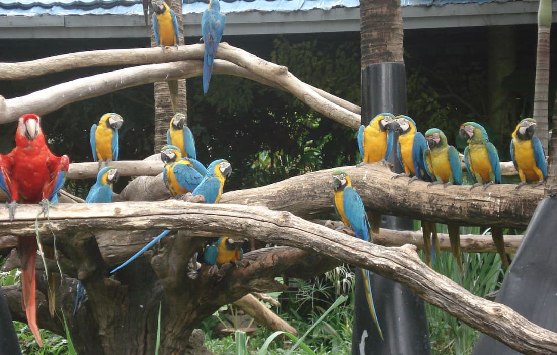 Safari World Zoo