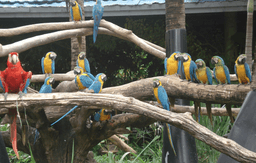 Day Trip to Safari World