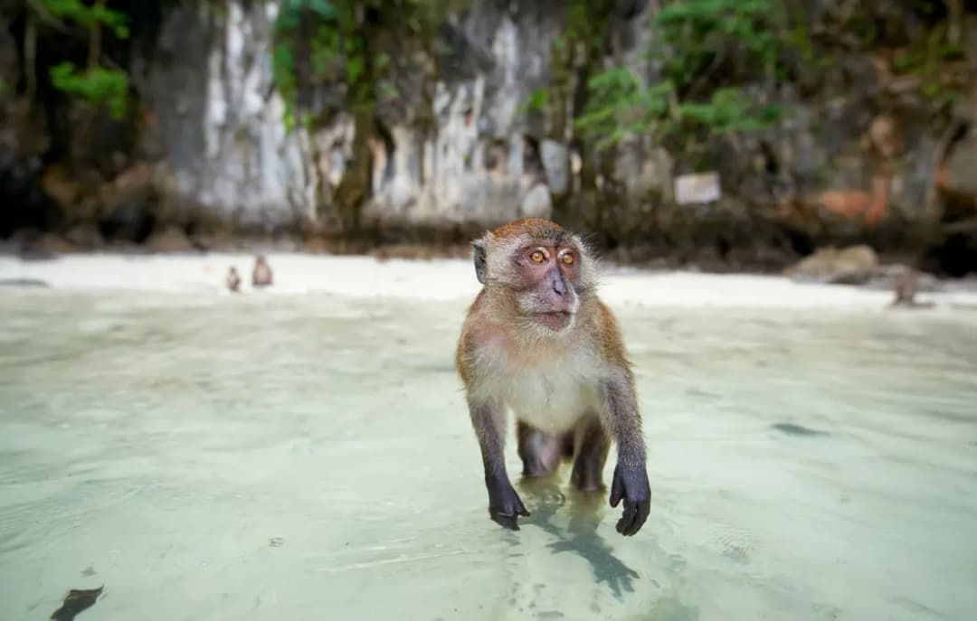Day Trip to Phi Phi Island & Maya Bay