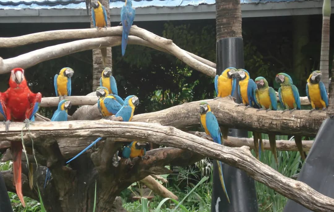 Safari World Zoo