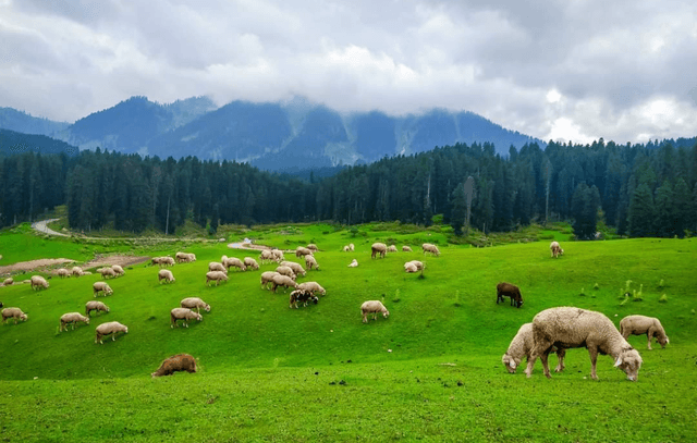 Day Trip to Doodhpathri