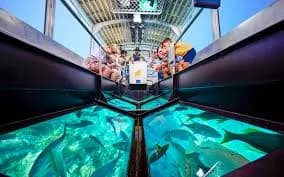 Glass-bottom boat tour
