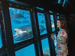 Glass-bottom boat tour