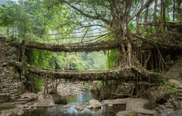 Nongriat Double Decker Root Bridge Trekking