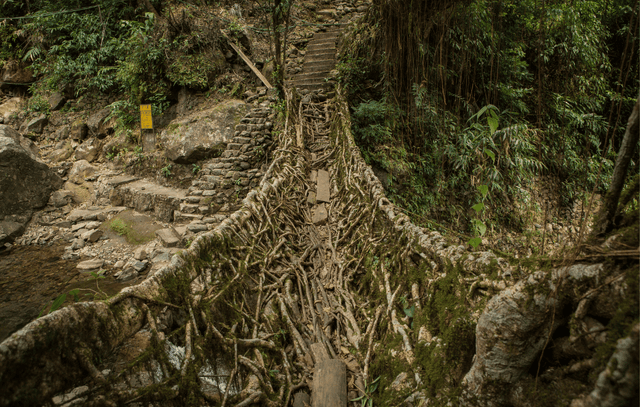 Nongriat Double Decker Root Bridge Trekking