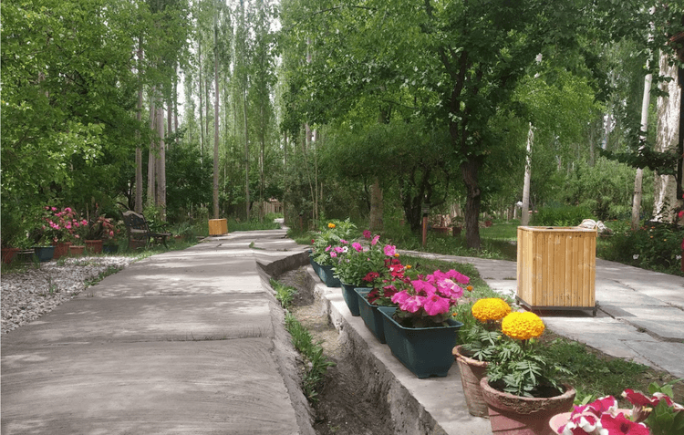 Eco Poplar