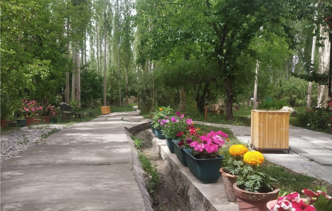 Eco Poplar