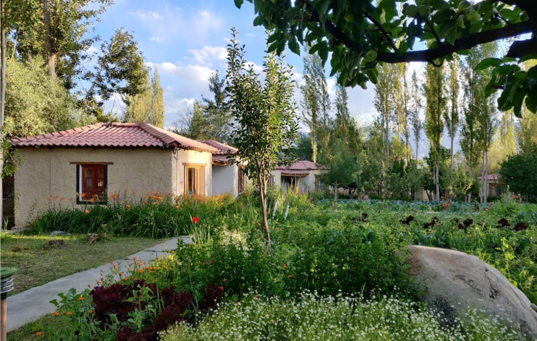Eco Poplar